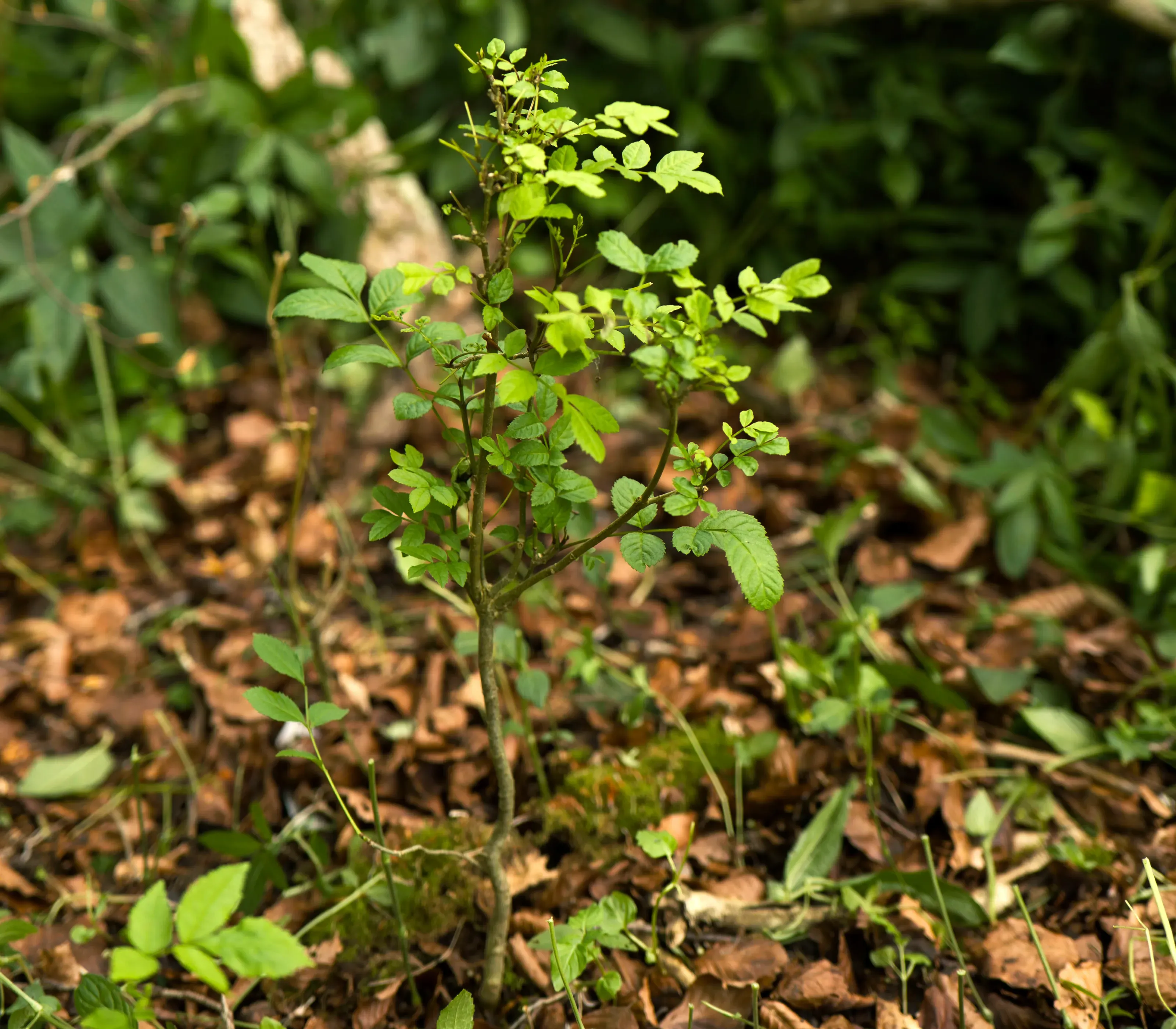 Ash tree sapling in the Woodland trust’s Marden Park. Paul Figg © RBG Kew. A small ash tree sapling in the woods.