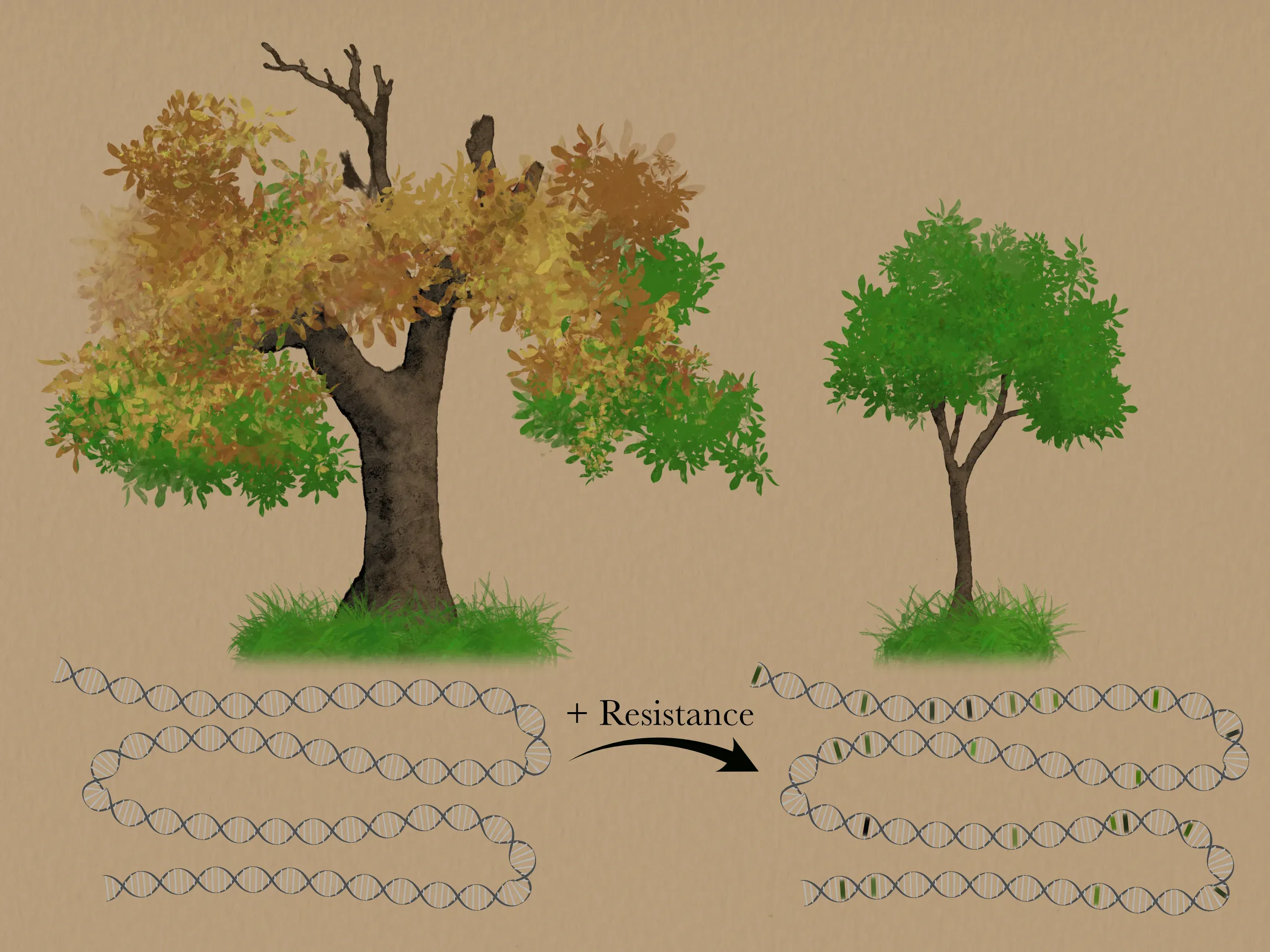 Ash tree resistance to ash dieback comes from thousands of genetic differences. © Natasha Ward, RBG Kew Illustration of old, dying ash tree and young healthy ash tree, with diagram of DNA indicating polygenic evolution