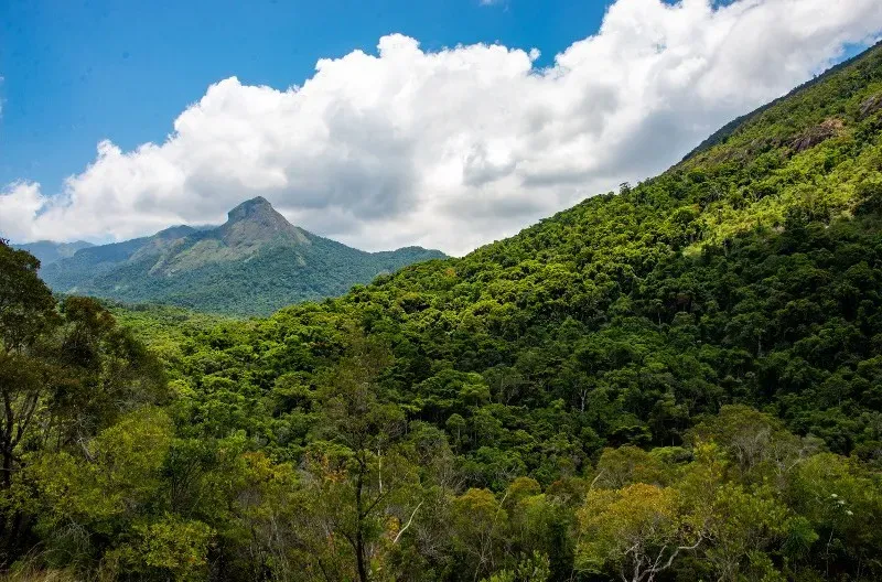 Andohahela national park, Madagascar. © Benny Rice A tree covered mountain landscape