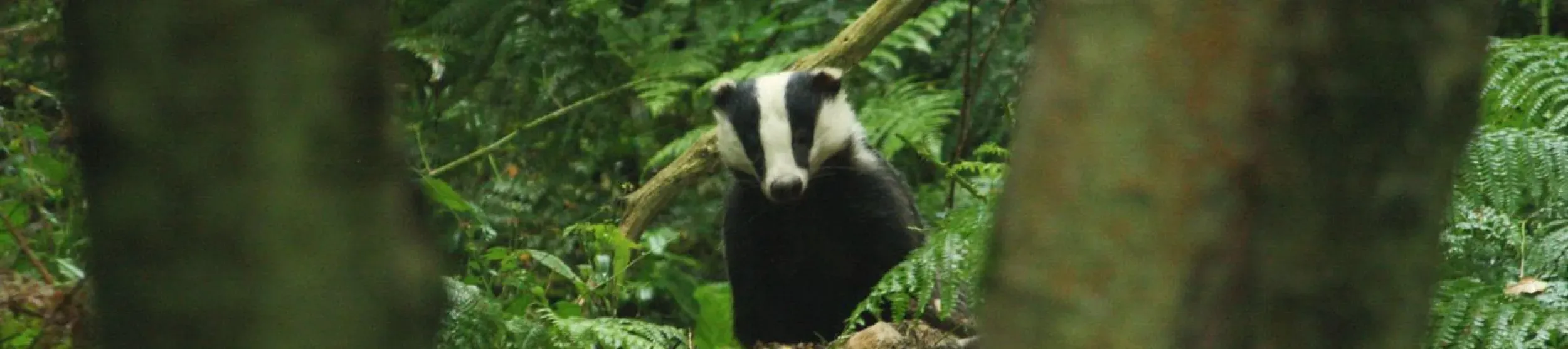 Wakehurst Badger Watching A badger peaking through two trees