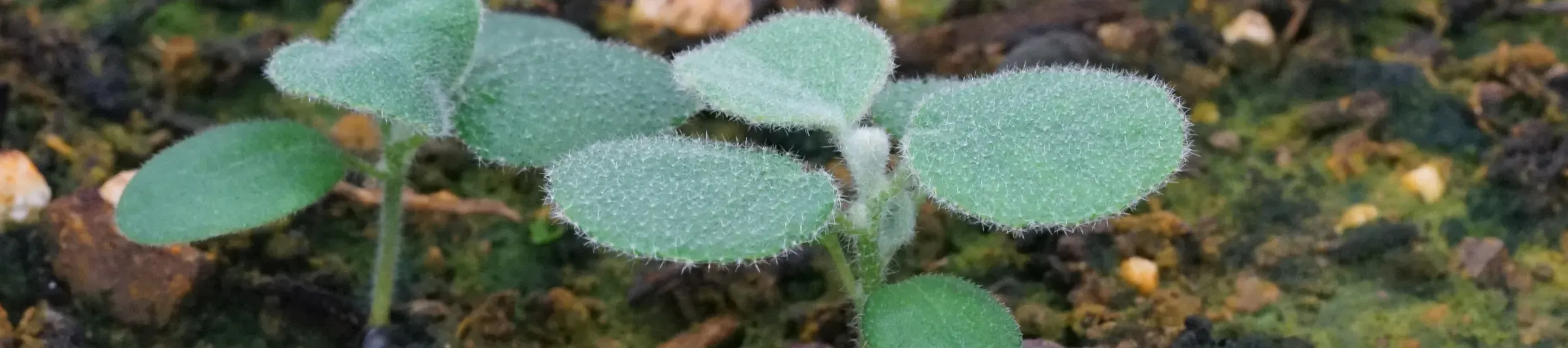 A closeup of small seedlings. Each plant leaf is covered in spiky hairs