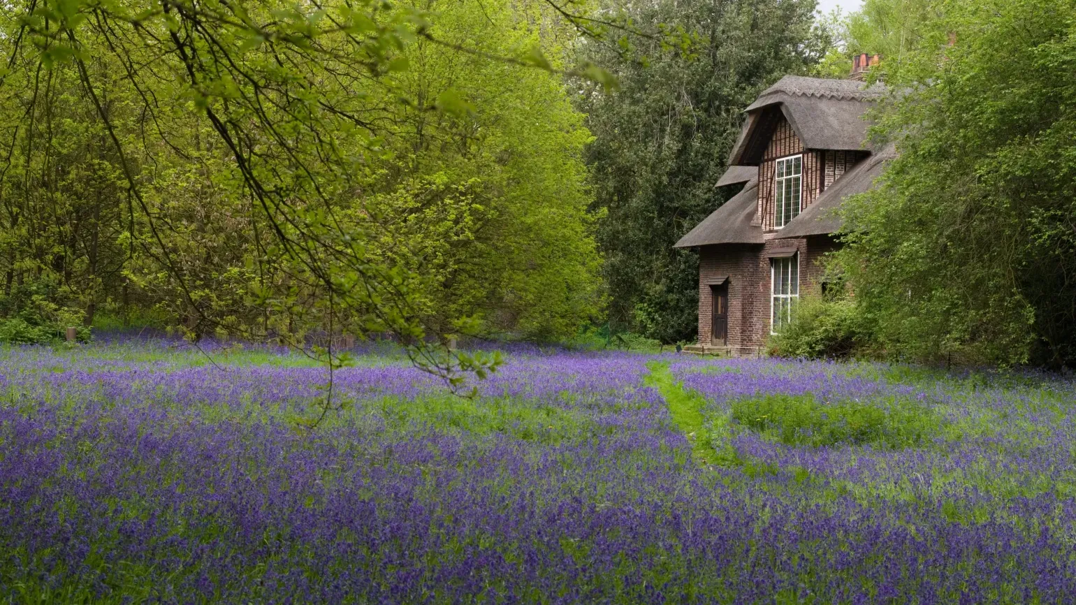 Bluebells blooming in front of Queen Charlotte's Cottage Bluebells blooming in front of Queen Charlotte's Cottage