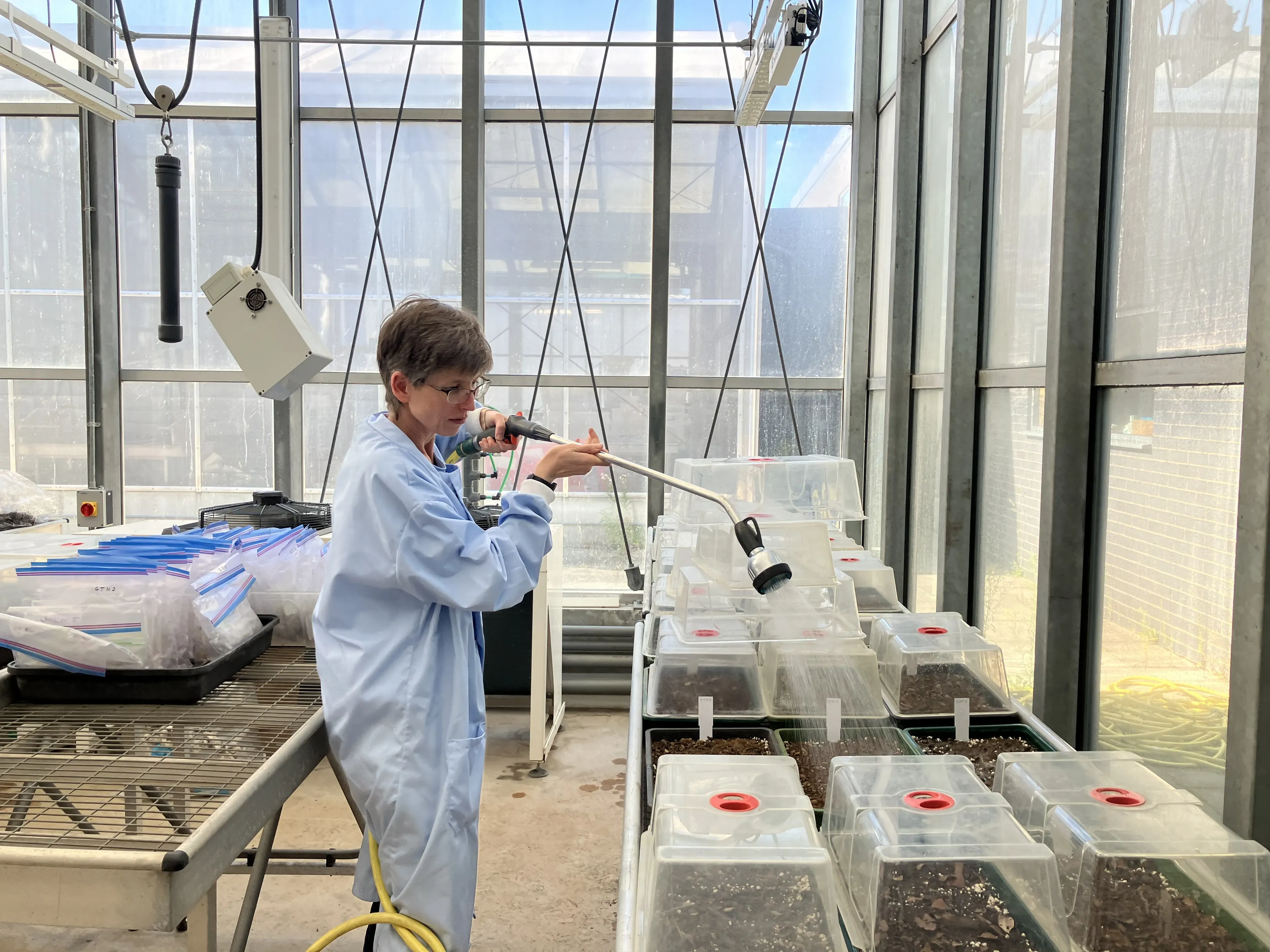 A researcher sprays water on small trays of soil in a glasshouse