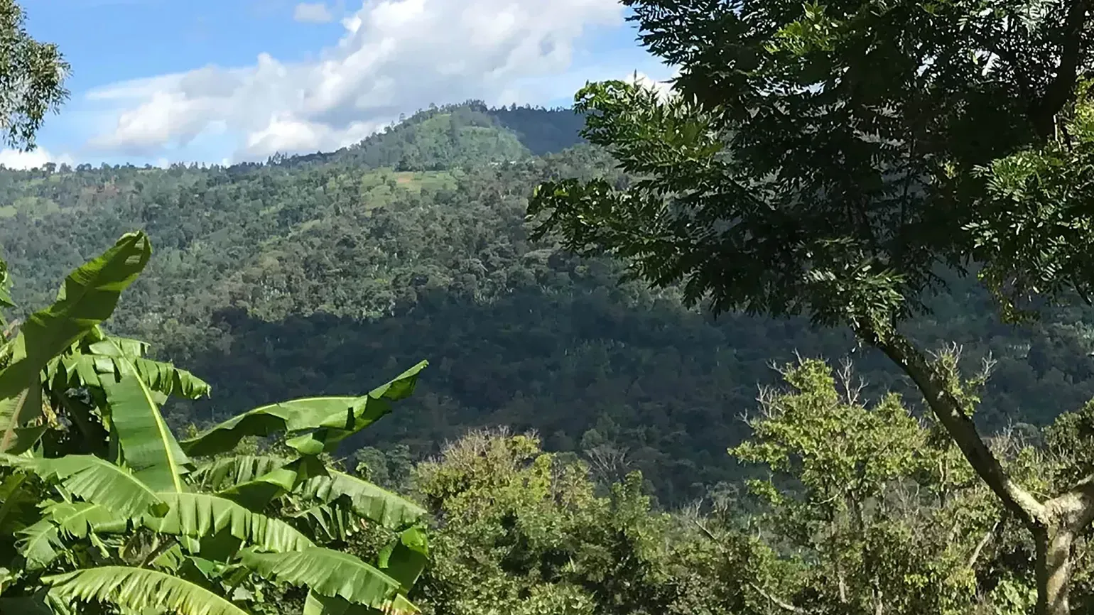 TIPAs Ethiopia View of forest and hills in Ethiopia