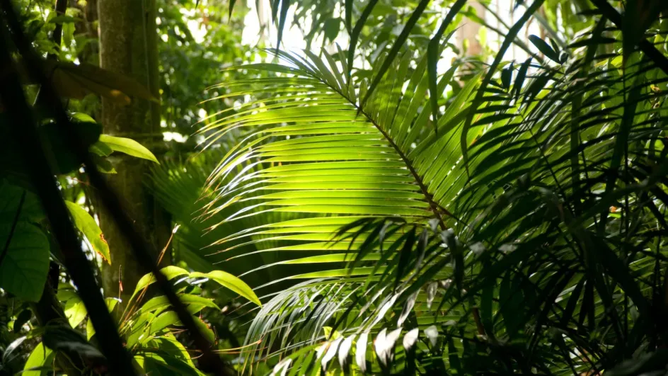 Palm House, Jeff Eden ©RBG Kew