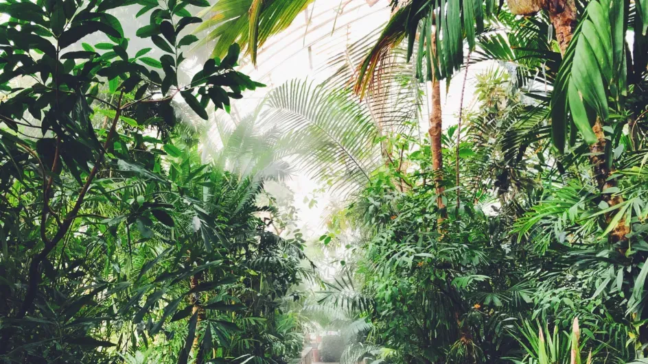 Inside the Palm House, Ellen McHale © RBG Kew