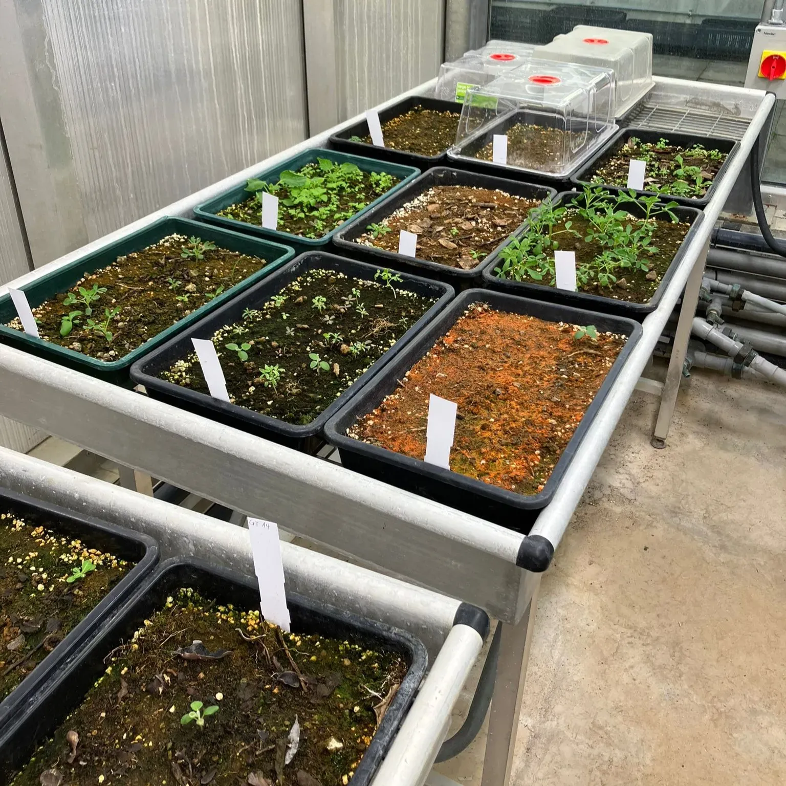 A series of trays of soil are each growing plants of different shapes and sizes