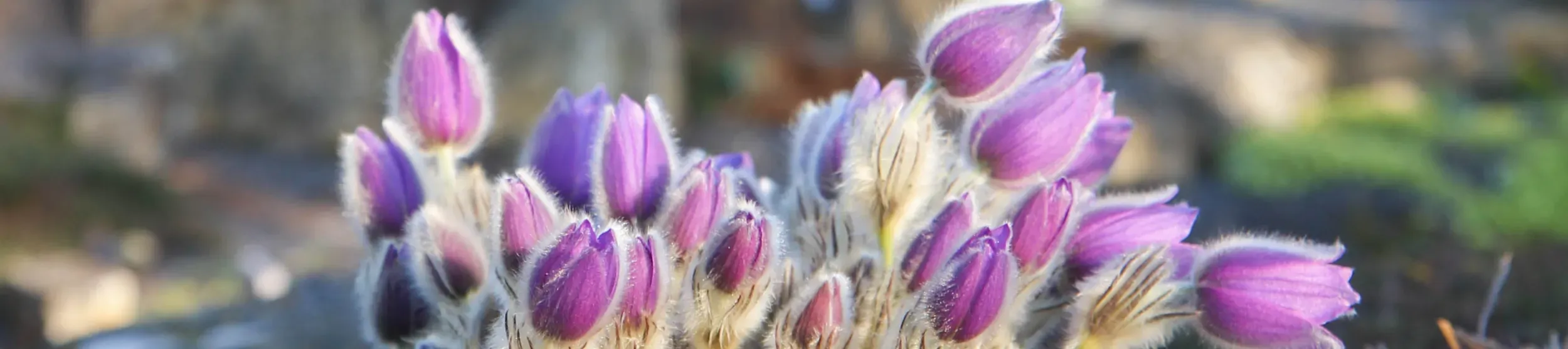 Pasqueflower (Pulsatilla) ©RBG Kew Pulsatilla or pasqueflower