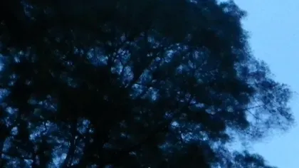 Trees at twilight Trees at twilight